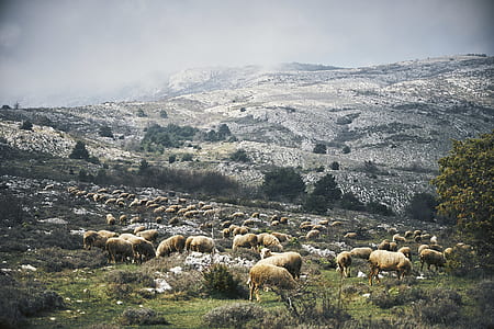 herd of sheep on mountain thumbnail