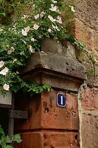 vine plants during daytime thumbnail