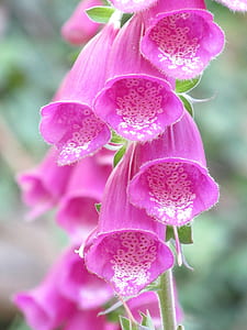 close-up photography of pink flowers thumbnail