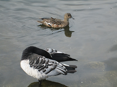 Branta Leucopsis, Barnacle Goose thumbnail