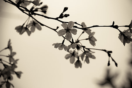 selective focus photography of white cherry blossoms thumbnail