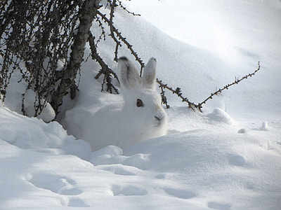white Snowshoe hare beside snowfield thumbnail