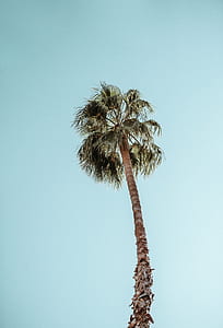 photo of coconut tree under blue sky at daytime thumbnail