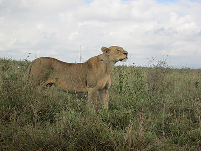 Lioness In Africa, Lion In Kenya Safari thumbnail
