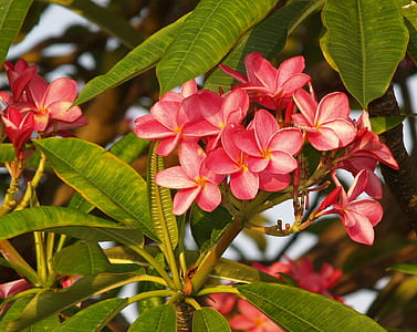 shallow focus photography of pink flowers thumbnail
