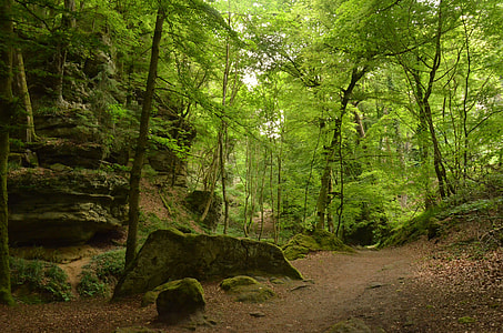 green leaf trees at forest thumbnail