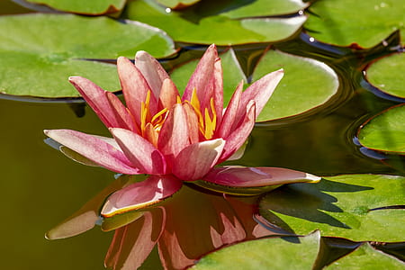 pink petaled flower and lotus on body of water thumbnail