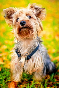 beige yorkshire terrier thumbnail