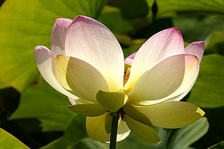 closeup photography of blooming white, yellow, and pink lotus flower thumbnail