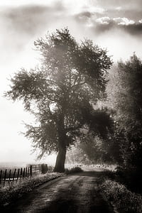 grayscale photography of tree thumbnail