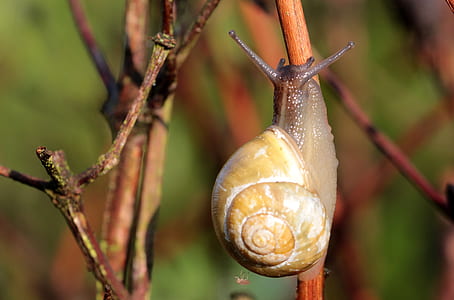 snail climbing on tree branch thumbnail