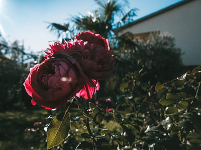 Two Pink Petaled Roses thumbnail