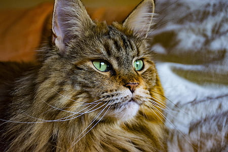 brown cat thumbnail