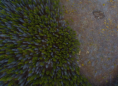 top view photography of green trees thumbnail