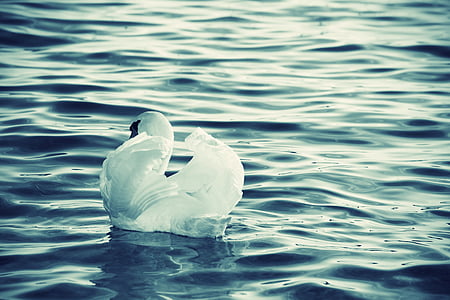 swan on body of water thumbnail