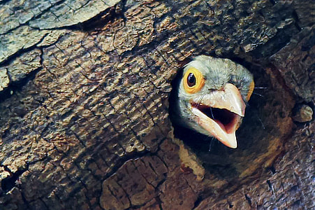 gray feathered bird inside brown trunk thumbnail
