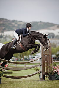 Girl on Horse Equestrian Sport thumbnail