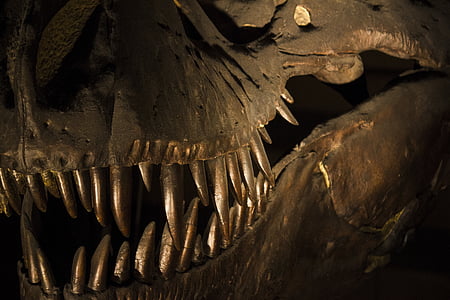 lowlight photography of dinosaur thumbnail
