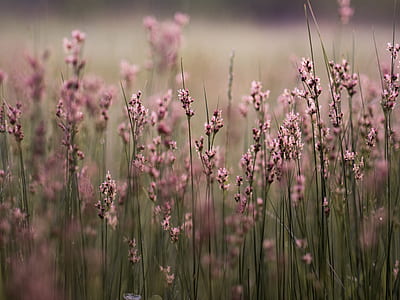 pink petaled flowers on field thumbnail