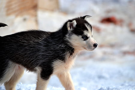 black and whtie Siberian husky on snow field thumbnail