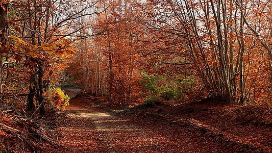 pathway surrounded by trees thumbnail
