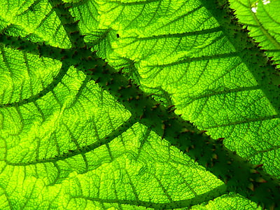focus photo of green leaf thumbnail