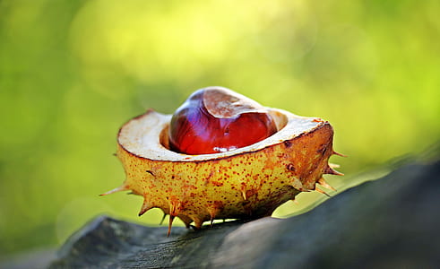 close up photography red and orange spiky fruit thumbnail