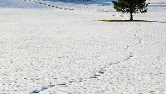 green leafed tree surrounded by snow during daytime thumbnail