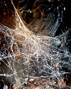 close-up photo of white spider web thumbnail