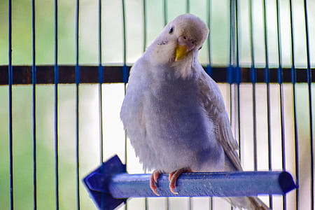 White Bird Perched on Cage thumbnail