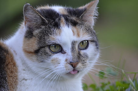 calico cat selective focus photography thumbnail