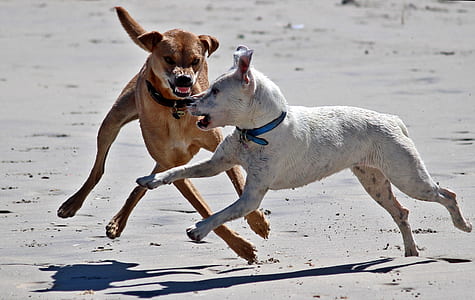 two dogs running on sand during daytime thumbnail