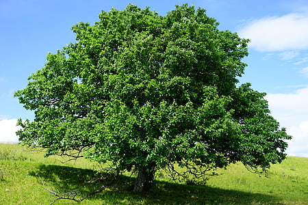 tree on side of hill thumbnail