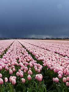 pink tulip flower field under blue and grey sky thumbnail