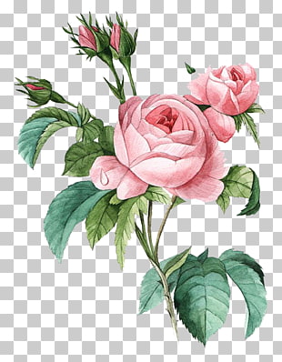 Damask rose Flower Poster Botanical illustration Botany, Pink flowers, pink rose illustration PNG clipart