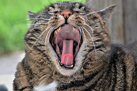grey cat yawning thumbnail
