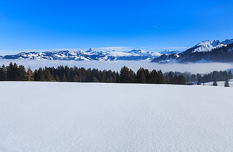 landscape photography of trees thumbnail