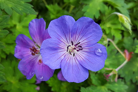 Geranium flowers in late Autumn. thumbnail