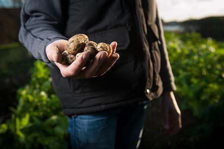 close-up photo of person holding potato vegetables thumbnail