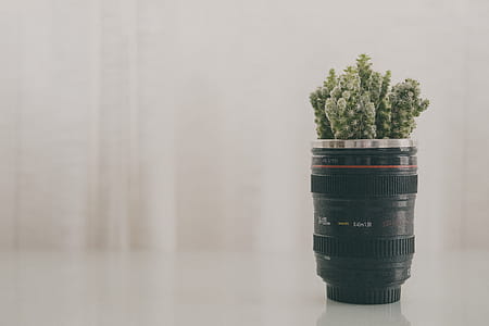Green Leaf Plant in Black Camera Zoom Lens Plant Pot Screenshot thumbnail