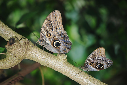 Calipo Eruriloctuin, Morpho Peleides thumbnail