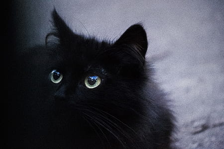 black cat looking up thumbnail