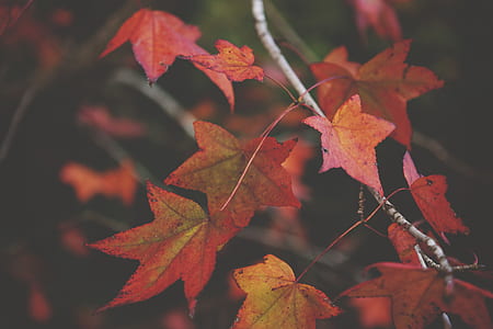 red maple leaves thumbnail