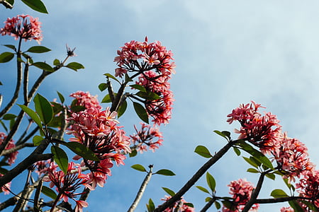 pink plumeria flowers in bloom at daytime thumbnail