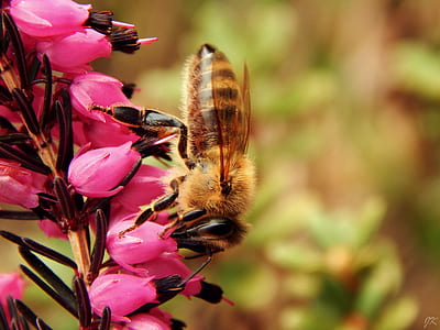 bokeh shot of yellow and brown bee thumbnail