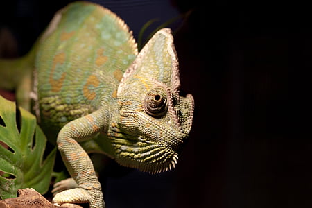green chameleon thumbnail