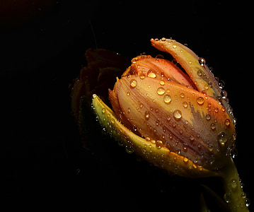 yellow tulip with water droplets closeup photography thumbnail
