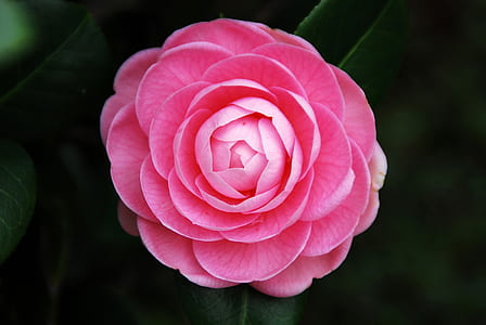 shallow focus photography of pink flower thumbnail