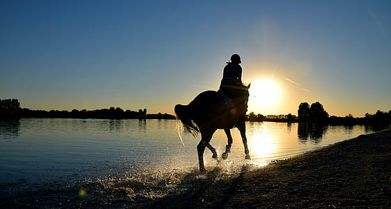silhouette photography of person riding horse on shore thumbnail