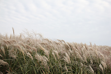shallow focus photography of wheat field thumbnail
